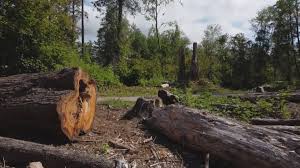 Best Tree Disease Treatment  in Hales Corners, WI