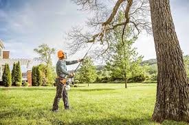 Best Tree Maintenance Programs  in Hales Corners, WI