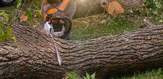 Best Firewood Processing and Delivery  in Hales Corners, WI