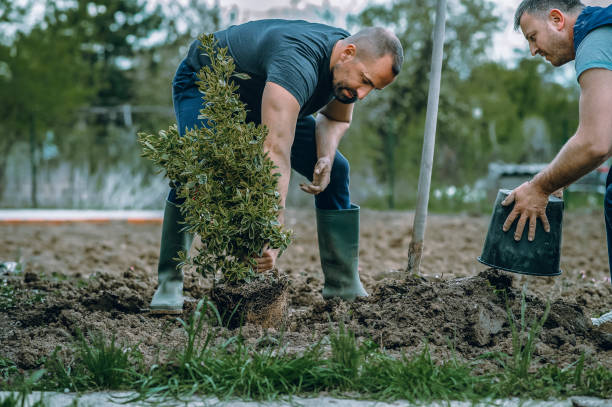 Best Emergency Tree Removal  in Hales Corners, WI