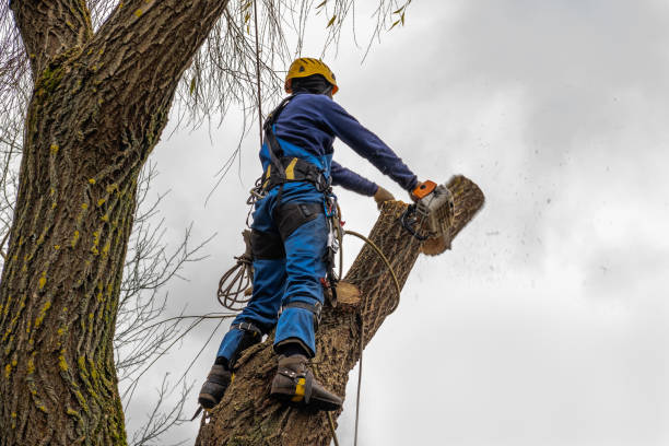 Reliable Hales Corners, WI Tree Services Solutions