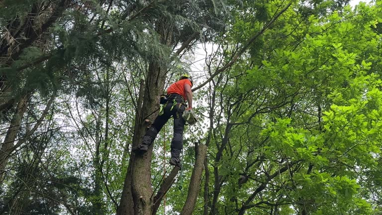 Best Tree and Shrub Care  in Hales Corners, WI