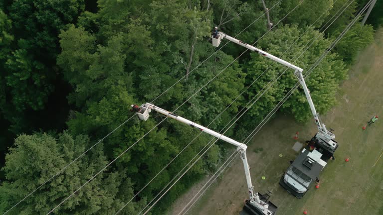 Best Fruit Tree Pruning  in Hales Corners, WI