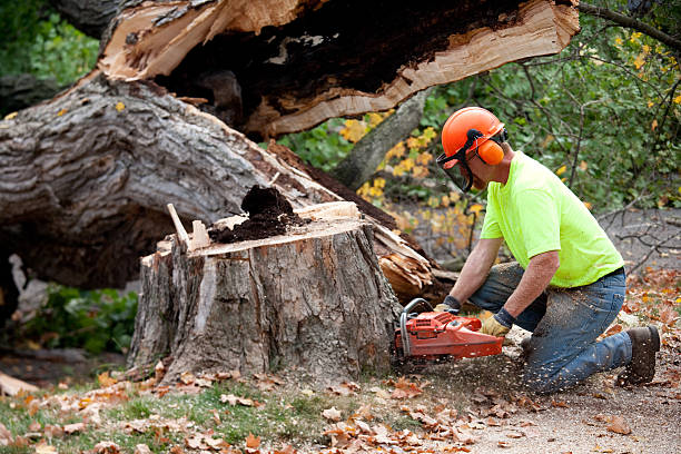 Best Lawn Grading and Leveling  in Hales Corners, WI