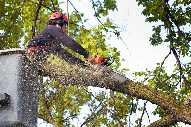 Best Tree Trimming and Pruning  in Hales Corners, WI